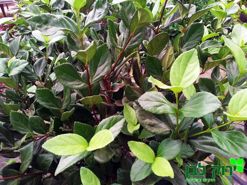 מורן נטוי (קירח)