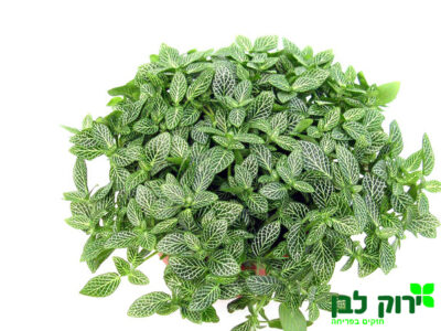 פיטוניה גידי הכסף