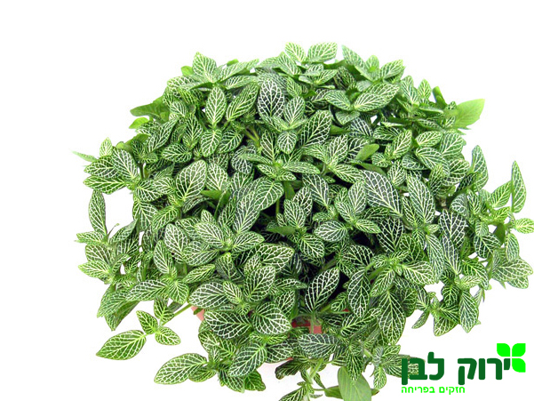 פיטוניה גידי הכסף