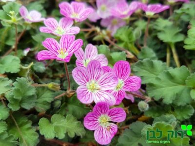 מקור החסידה