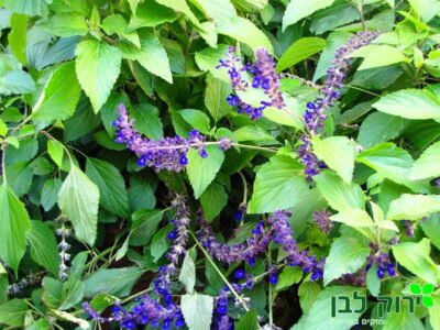 מרווה אינדיגו