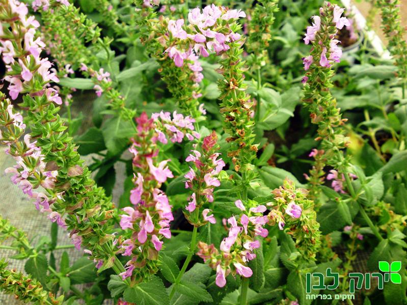 מרווה נמורוסה