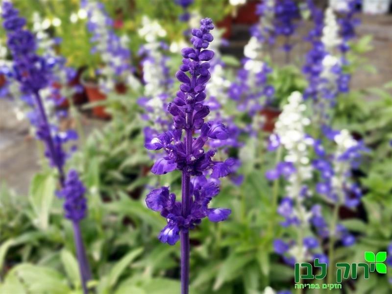 מרווה קמחית (סאליפן)