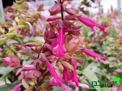 מרווה סלמיה