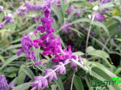 מרווה צחורה