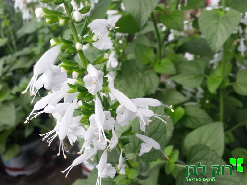 מרווה קוקסיניאה