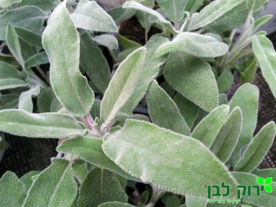 מרווה רפואית