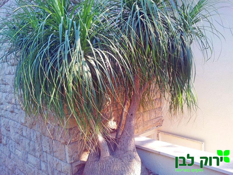 נולינה ביו קרניאה