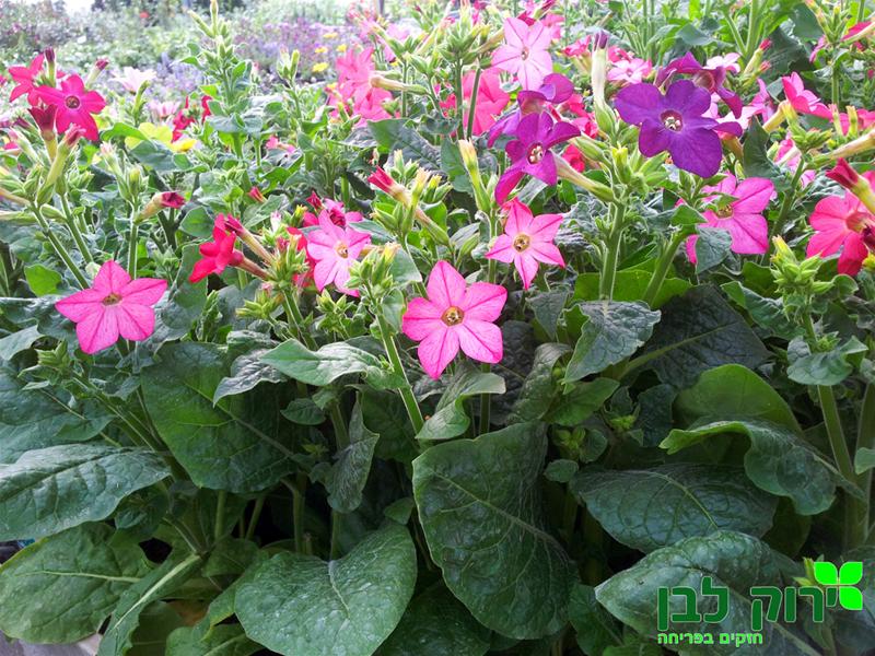 ניקוטיאנה (טבק מכונף)