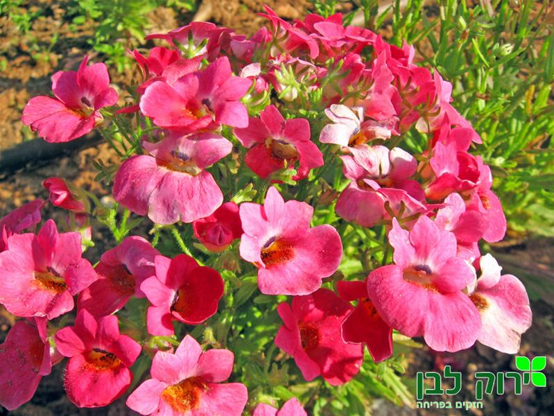 נמזיה עונתית