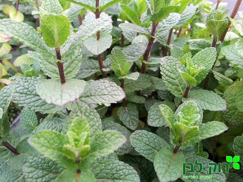 נענע ספרדית