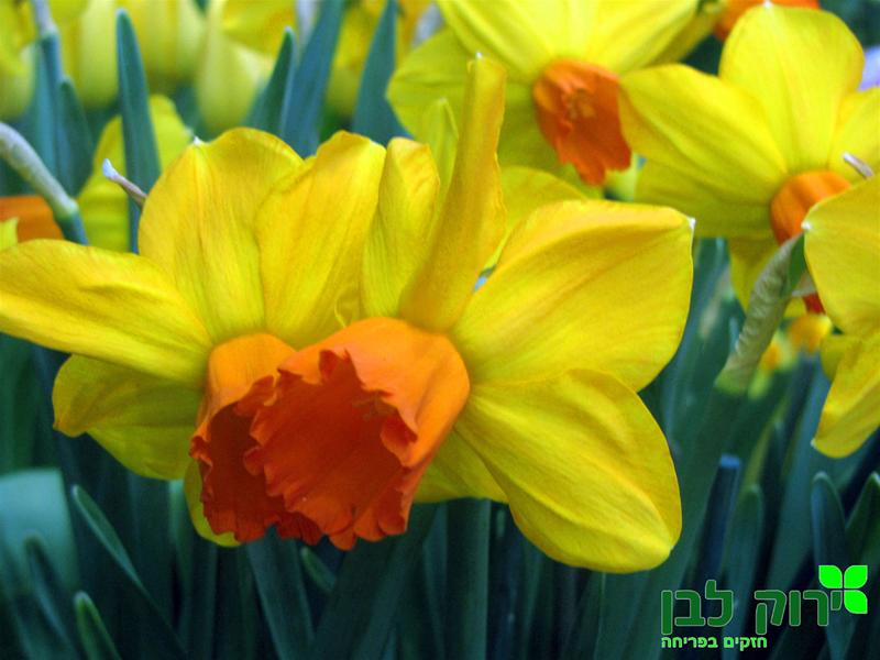 נרקיס חצוצרה