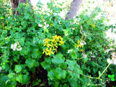 סביון מטפס (מזוות)