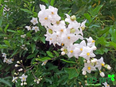 סולנום יסמיני