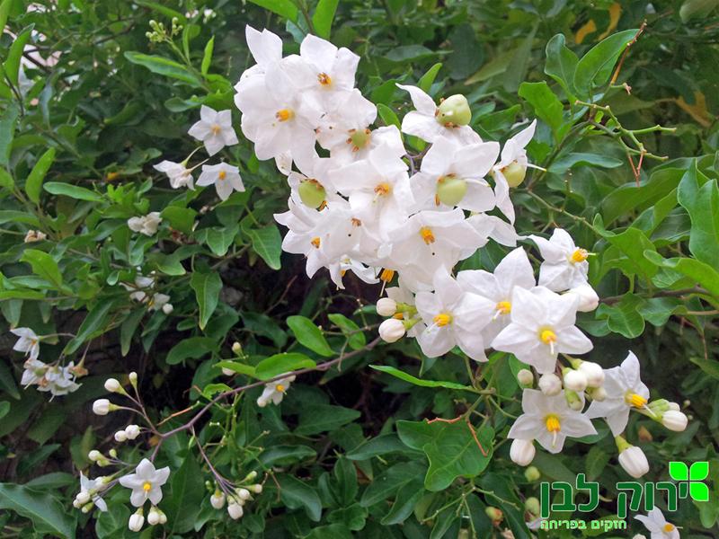 סולנום יסמיני