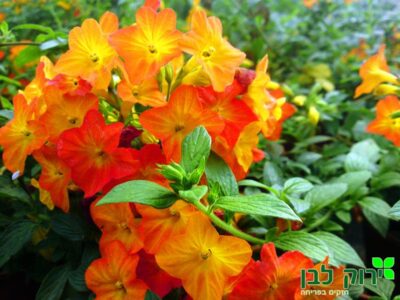 סטרפטוסולן