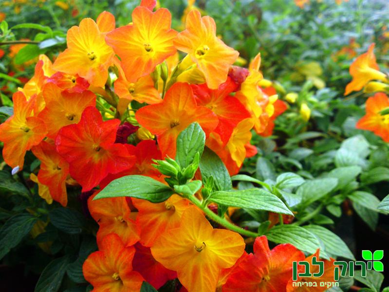 סטרפטוסולן