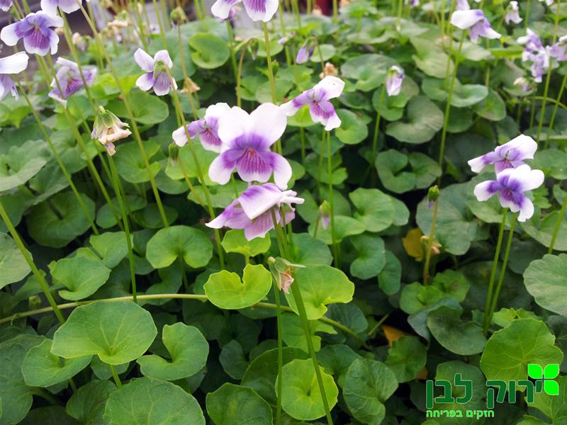 סיגל אוסטרלי (קיסוסי)