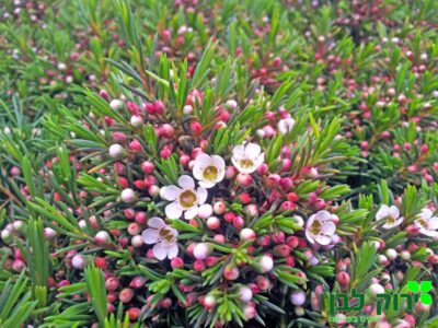 פרח שעווה- סנופלקס