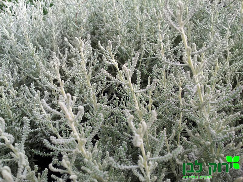 סנטולינה אפורה