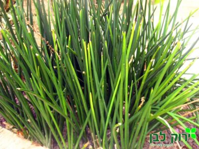 סנסיווריה גלילית