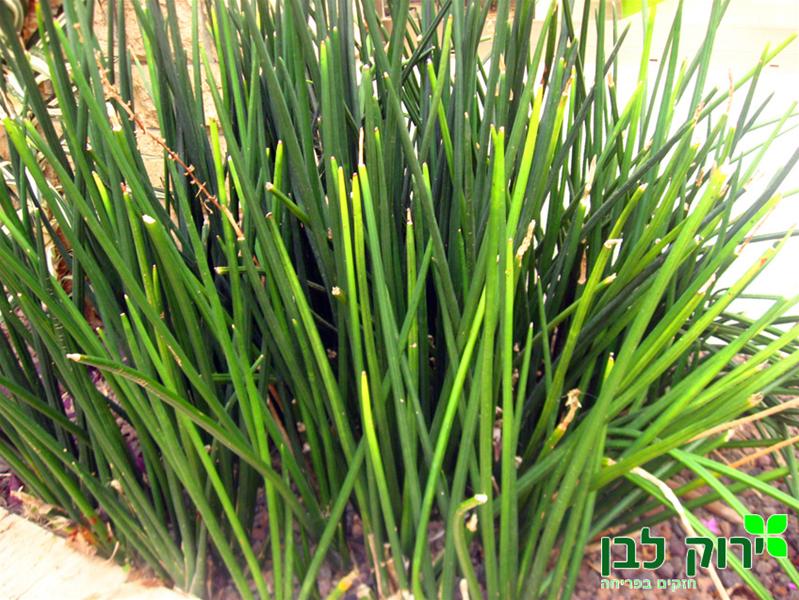 סנסיווריה גלילית