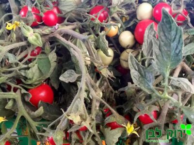 עגבניית שרי