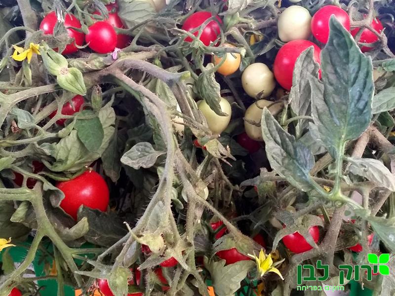 עגבניית שרי