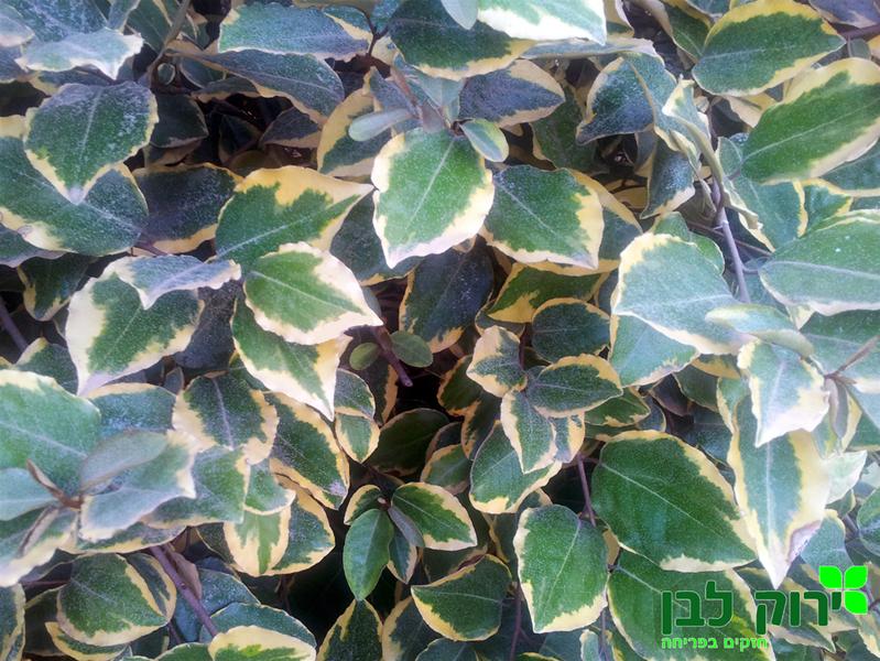 עץ השמן המגוון