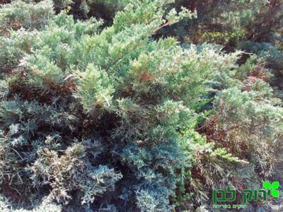 ערער גריי אוול