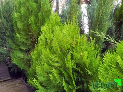 ערער טויה- אוריאה פירמידליס