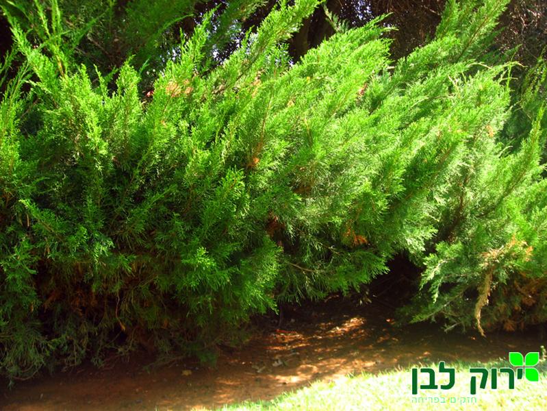 ערער מינט ג`ולפ