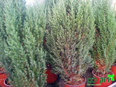 ערער סטריקטה