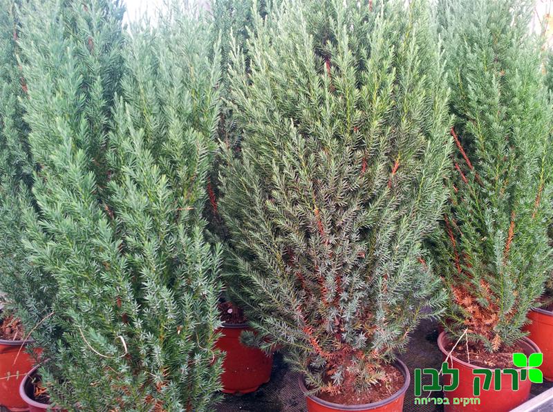 ערער סטריקטה