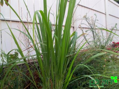 עשב לימון (למון גראס)