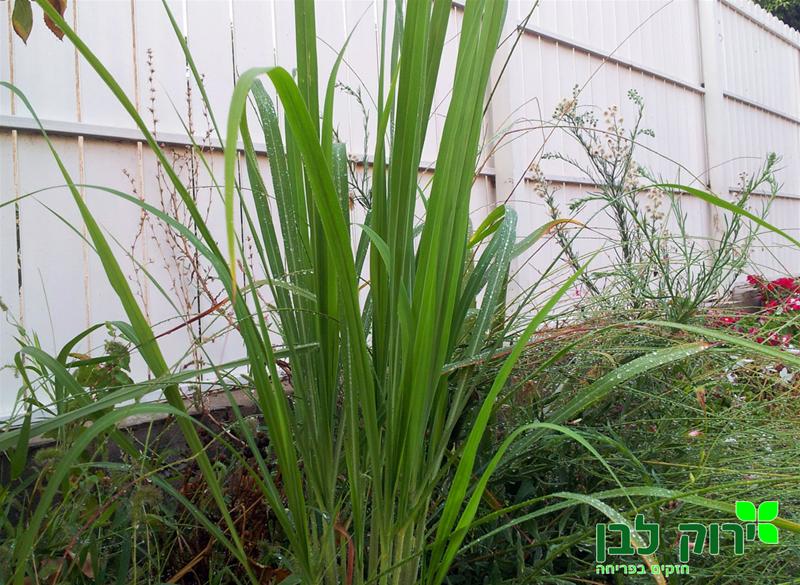 עשב לימון (למון גראס)