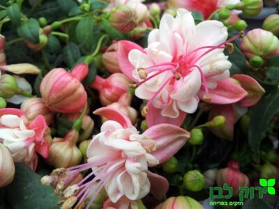 פוקסיה זוחלת