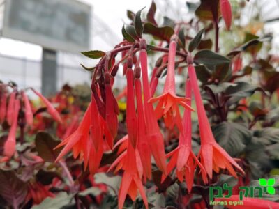 פוקסיה קורל