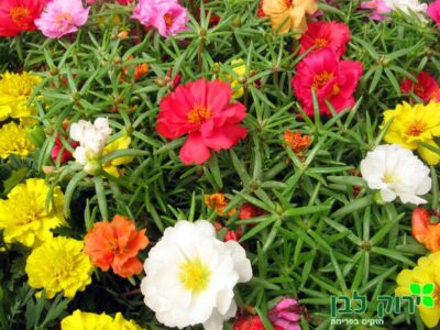 פורטולקה עונתית