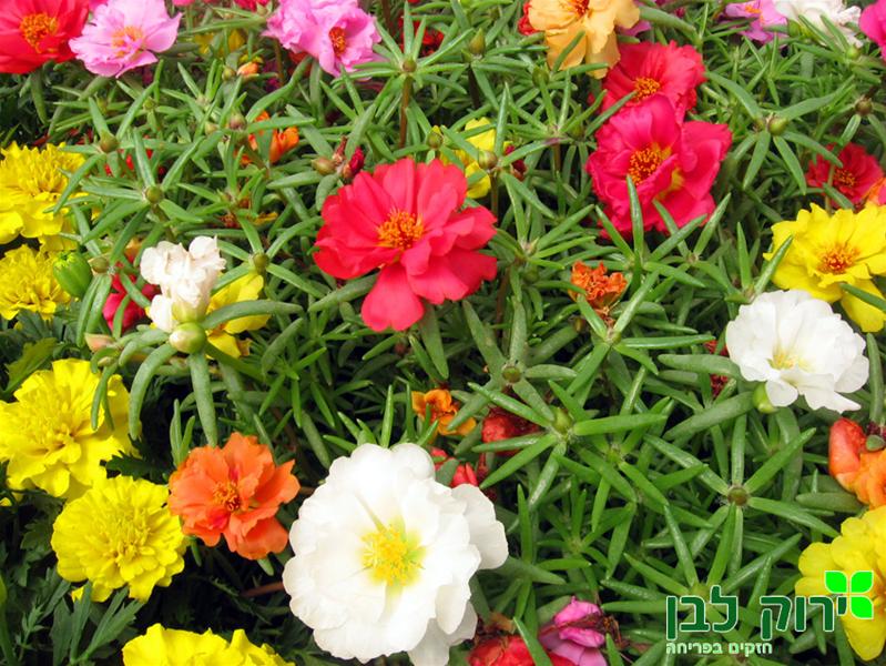 פורטולקה עונתית