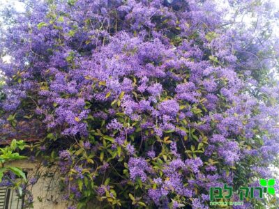 פטראה משתרגת