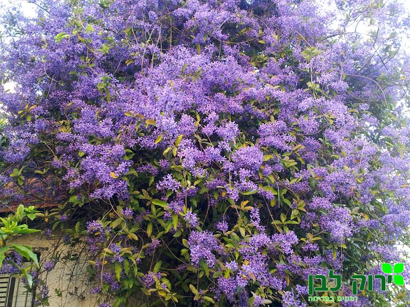 פטראה משתרגת