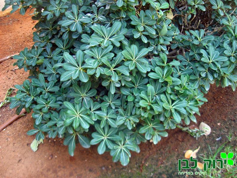 פיטוספורום ירוק- ננסי