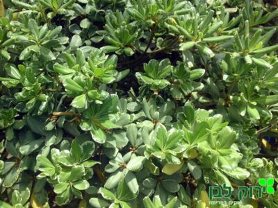 פיטוספורום מגוון