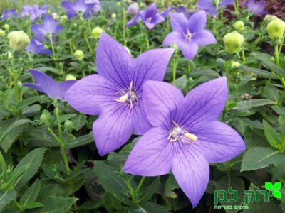 פלטיקודון (ענבל גדול פרחים)