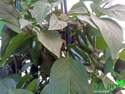 פלפל מאכל "חלפיניו"