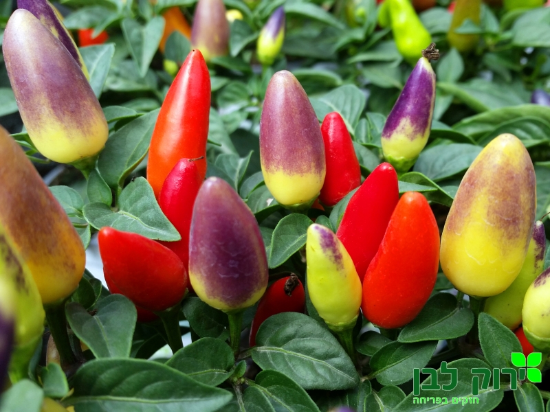 פלפל נוי "אקפולקו"