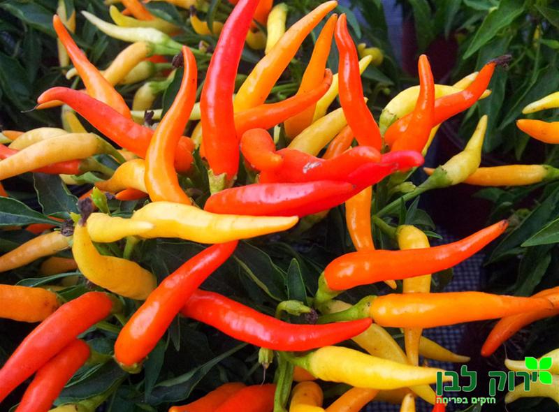 פלפל נוי "מדוזה"