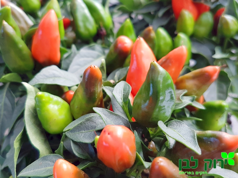 פלפל נוי "ממבו"