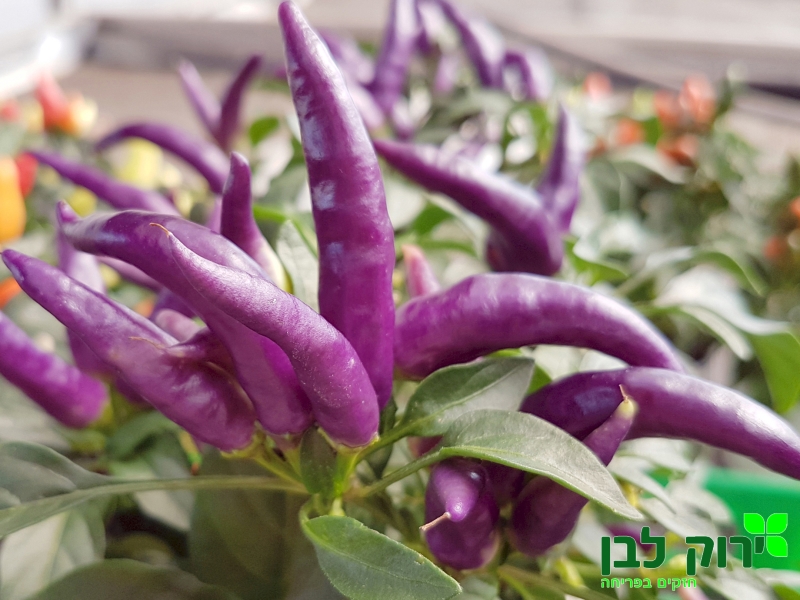 פלפל נוי "מסקרד"